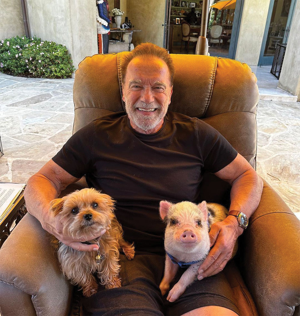 Arnold Schwarzenegger with Noodle the Yorkie and his new pig, Schnelly.