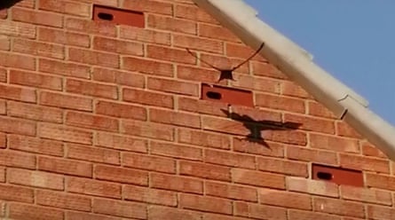 A swift visiting a Manthorpe swift brick installed by a private householder.