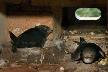 Fully grown Common swift chick (Apus apus) sitting in a nest cup waiting to be fed by a parent that has just returned after foraging