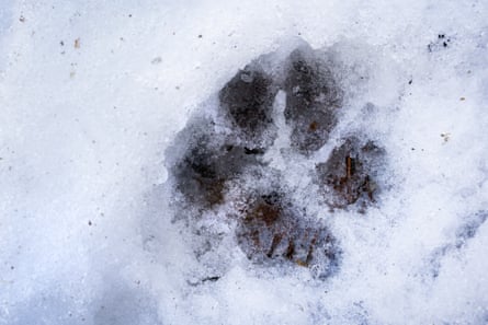 A wolf footprint in the snow.
