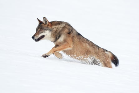A wolf running in the snow