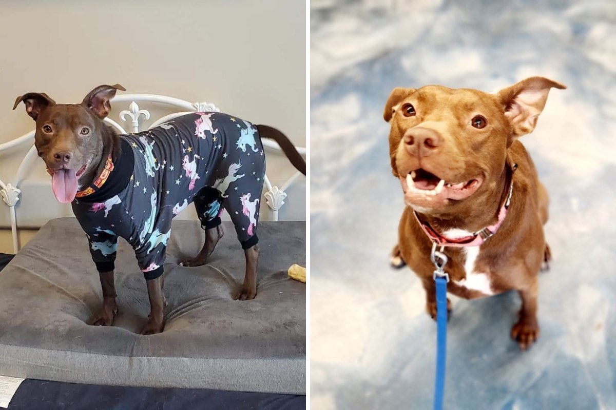 Sharon, longest dog resident at Michigan shelter.