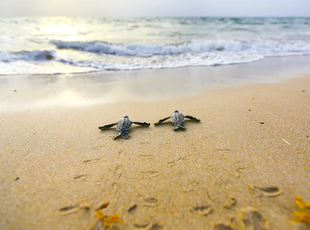 Two leatherback sea turtle hatchlings