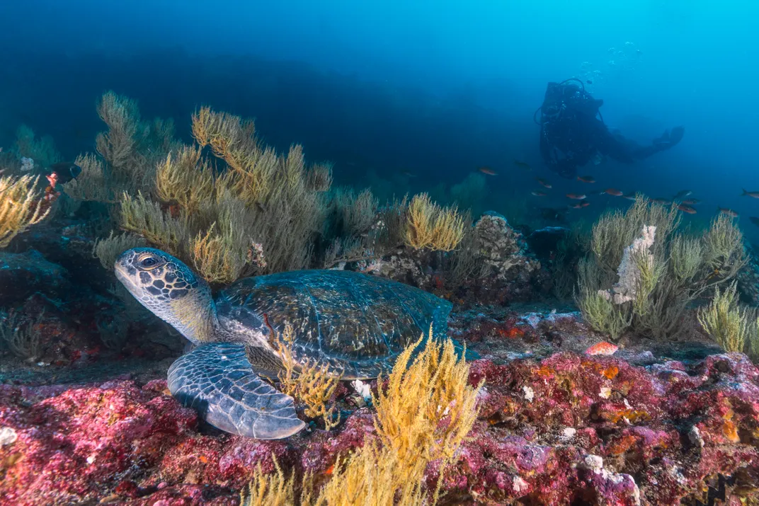 A green sea turtle