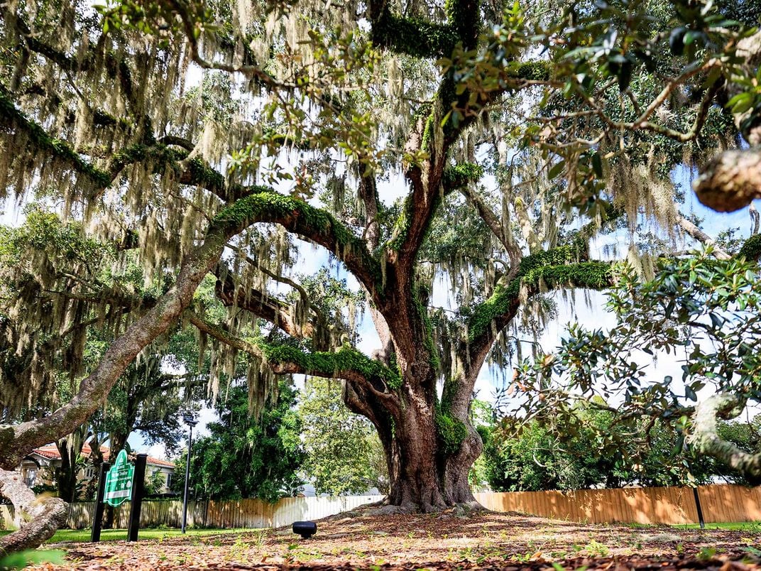 Oak Tree