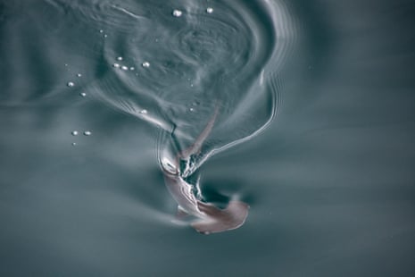 A small hammerhead shark glides through very still water, with its dorsal fin above the surface