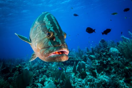 A large striped fish above a reef with other fish behind it