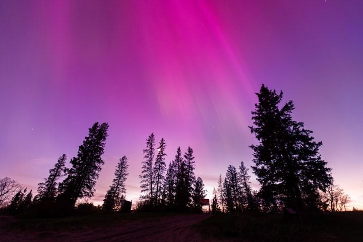 a pink and purple sky with streaks of pink coming down from above, out of frame, over the horizon with about a dozen trees in silhouette