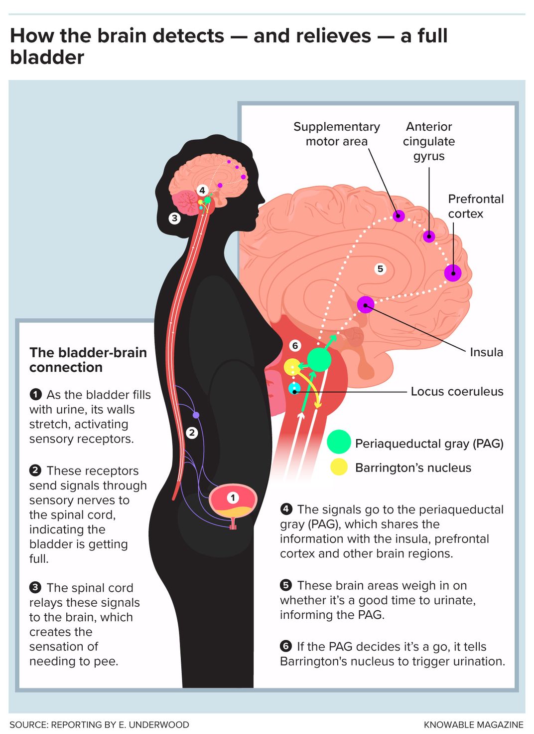 Brain and Bladder Graphic