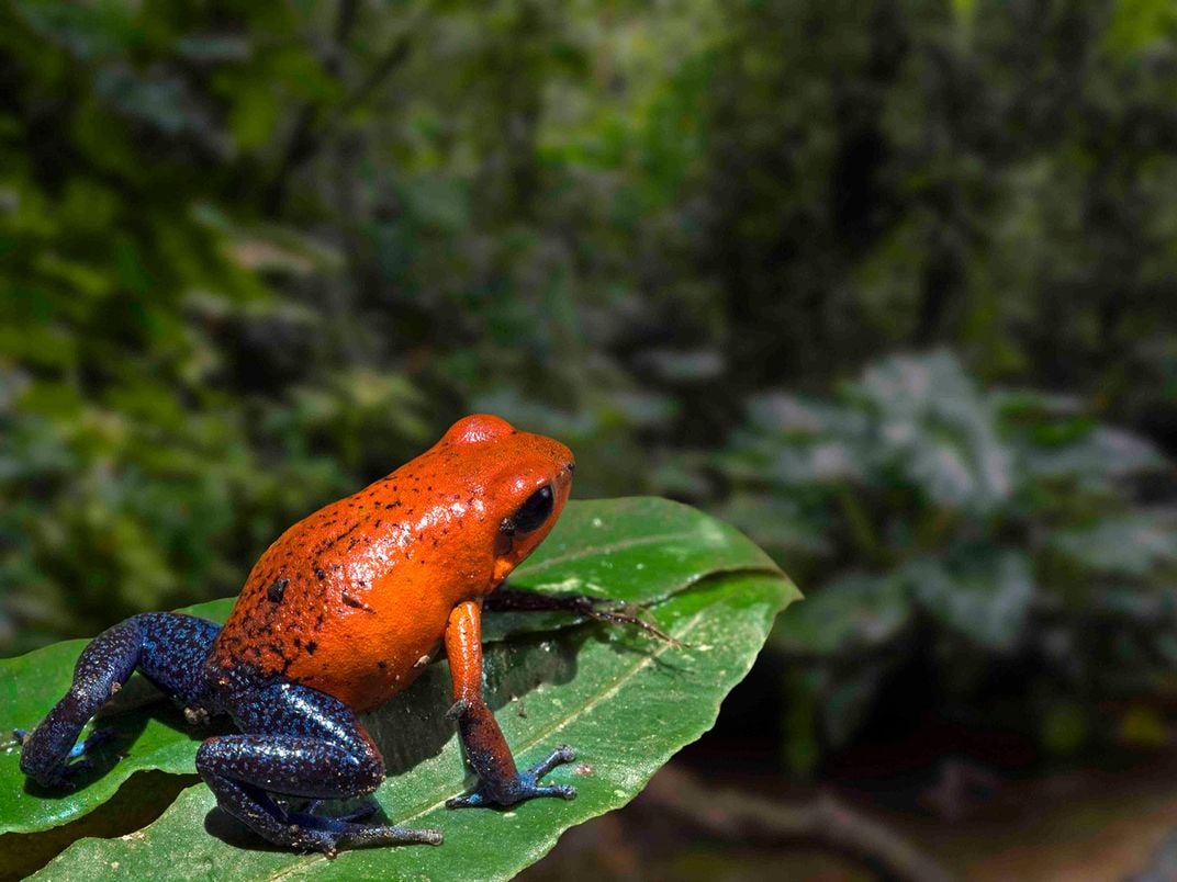 Poison Frog