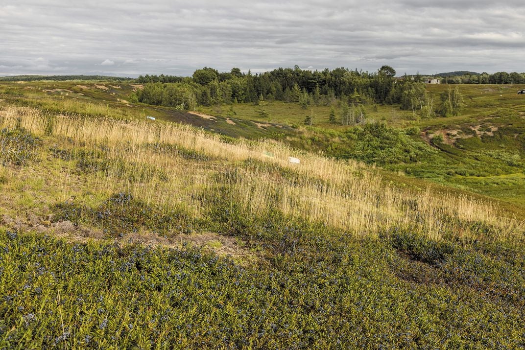 The blueberry barrens