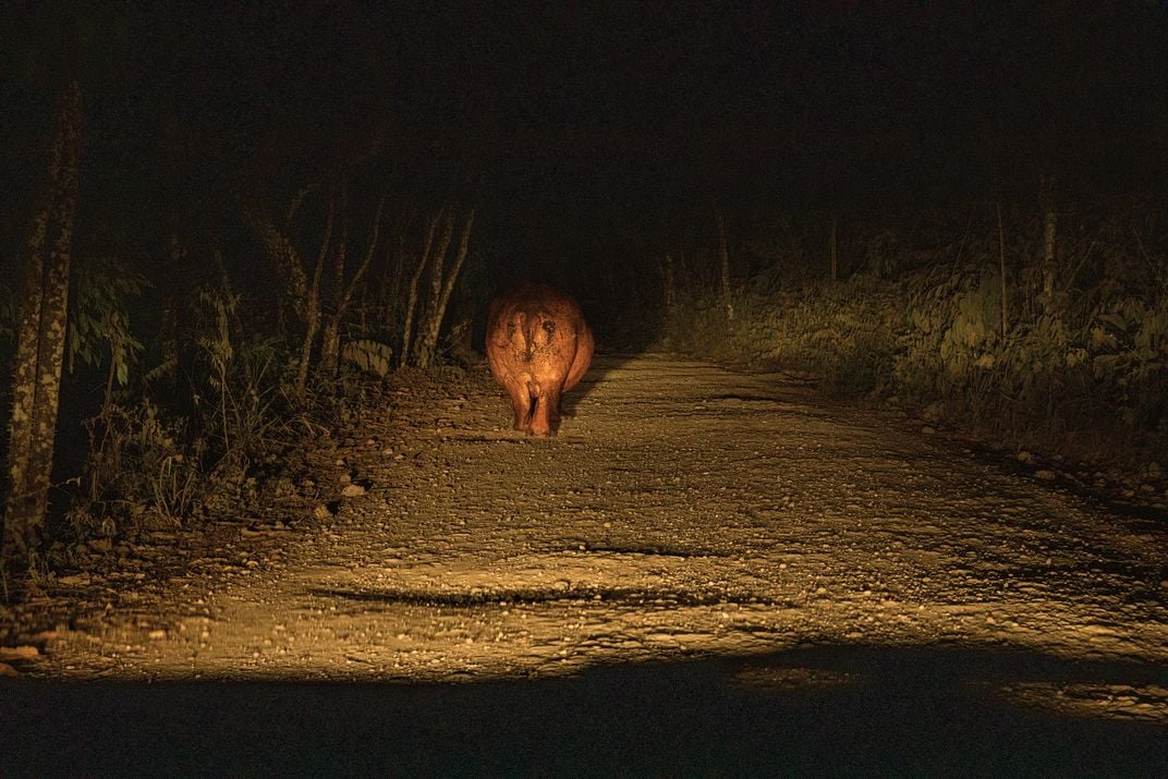 The hippos are a menace—and a source of tourist income. One hotel advertises photos of nighttime wanderings, writing: “This is the view from your window!”