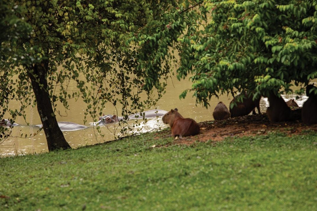 Hippos lurk in a lake