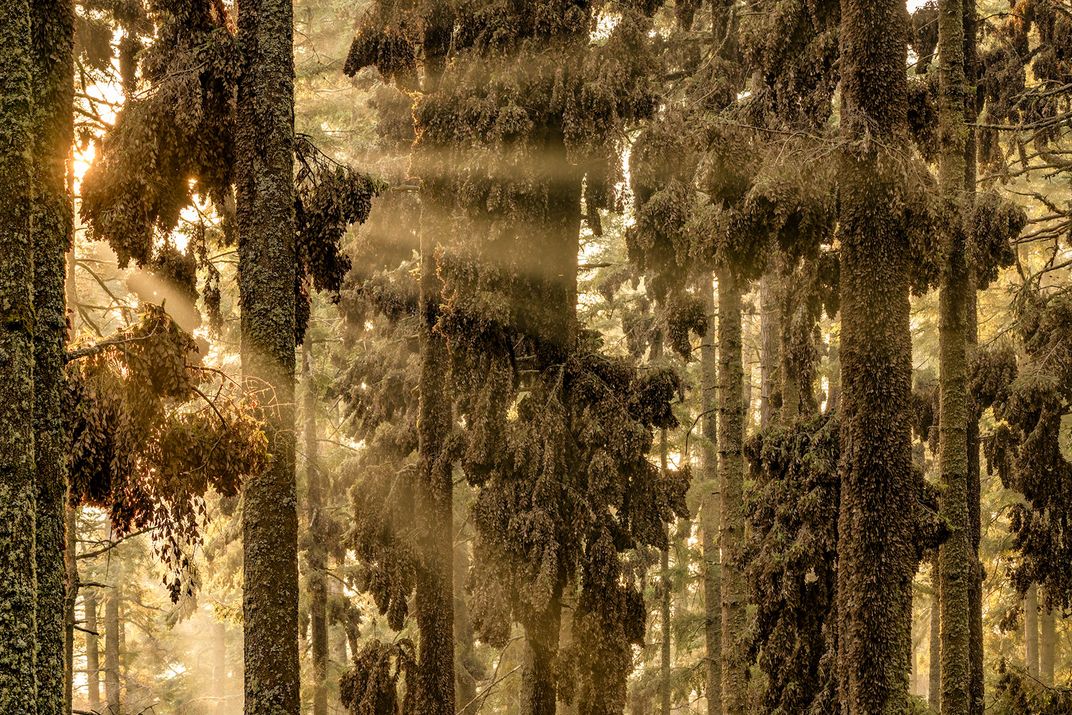 Monarchs in Forest