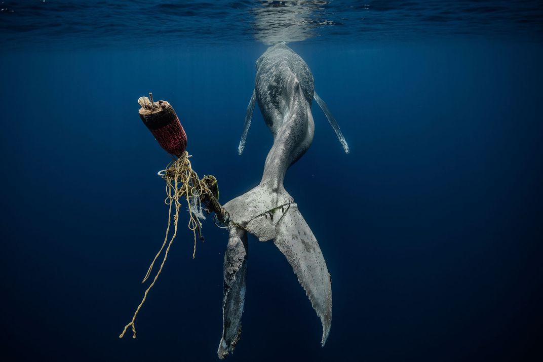 Entangled Humpback Whale