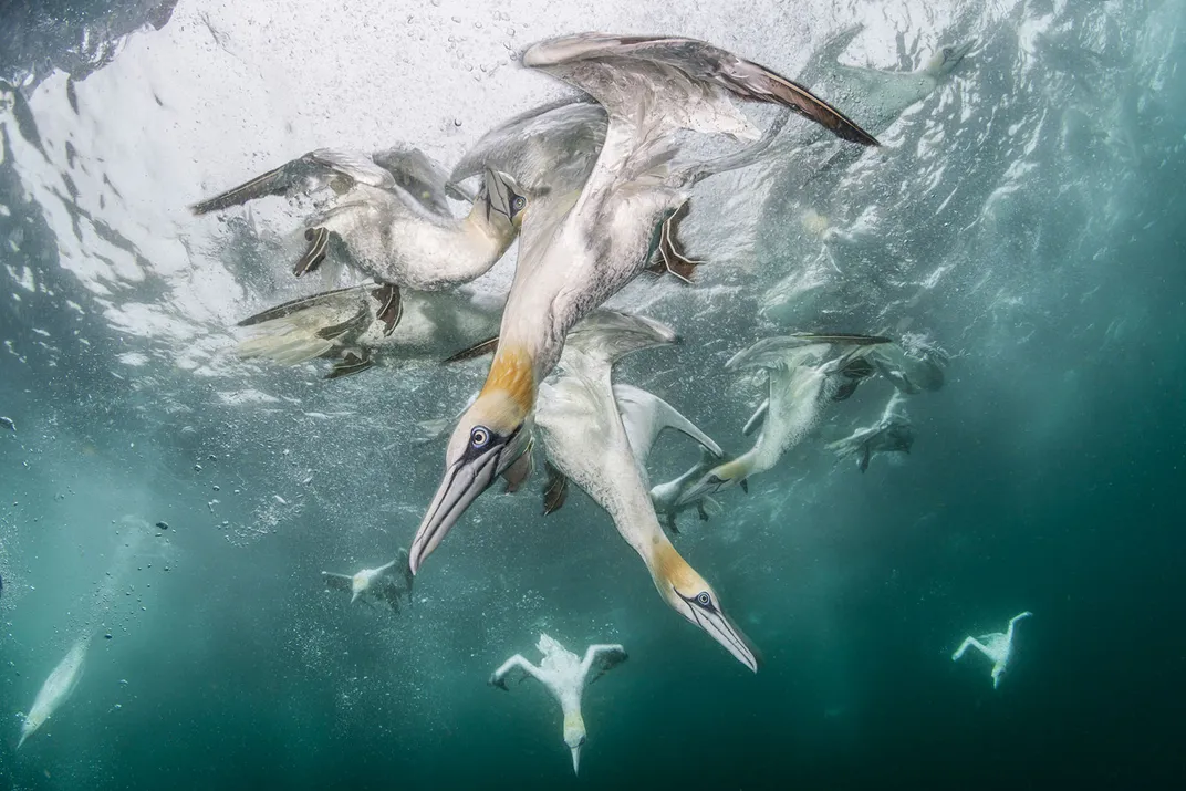 Northern Gannets Diving