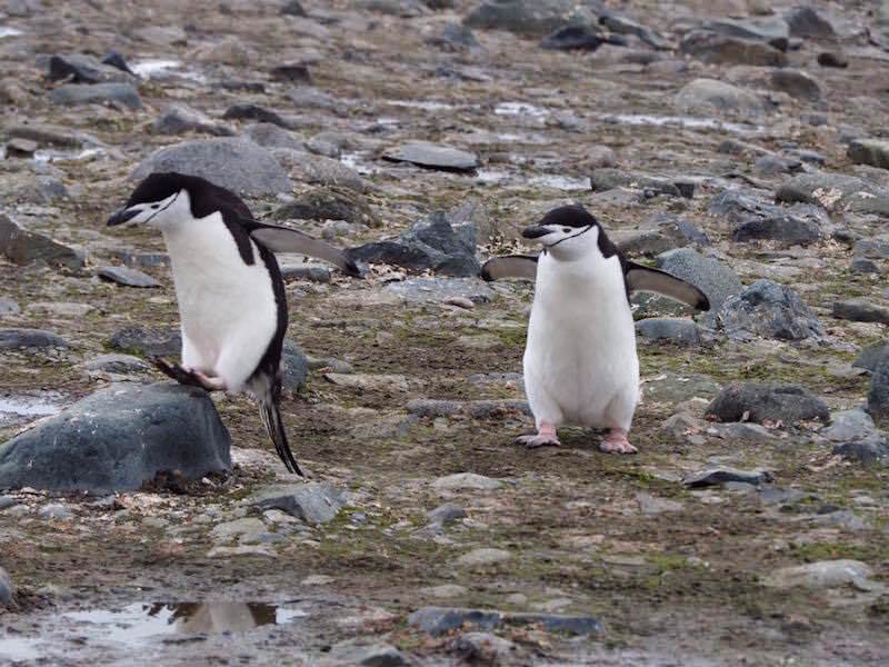 Two Monkeys Travel - Honeymoon Cruise to Antarctica - Antarctica Cruise Day