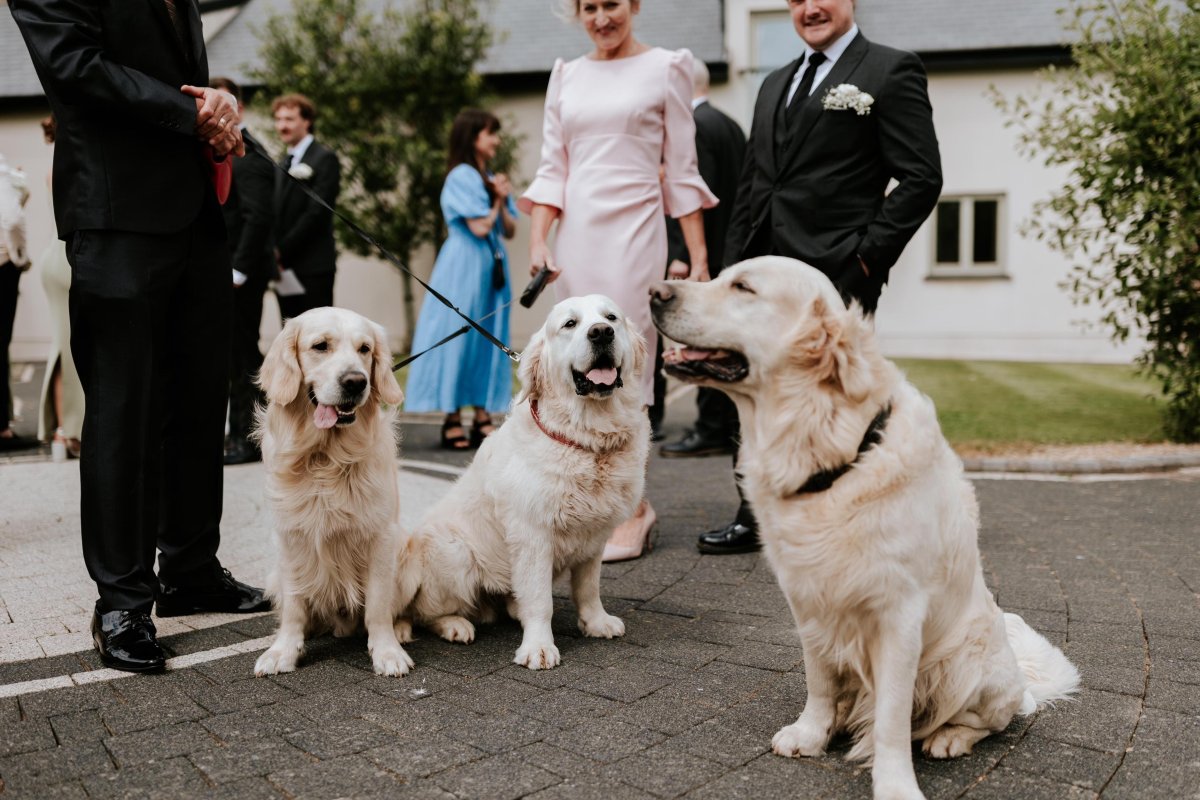 Three pooches at the wedding.