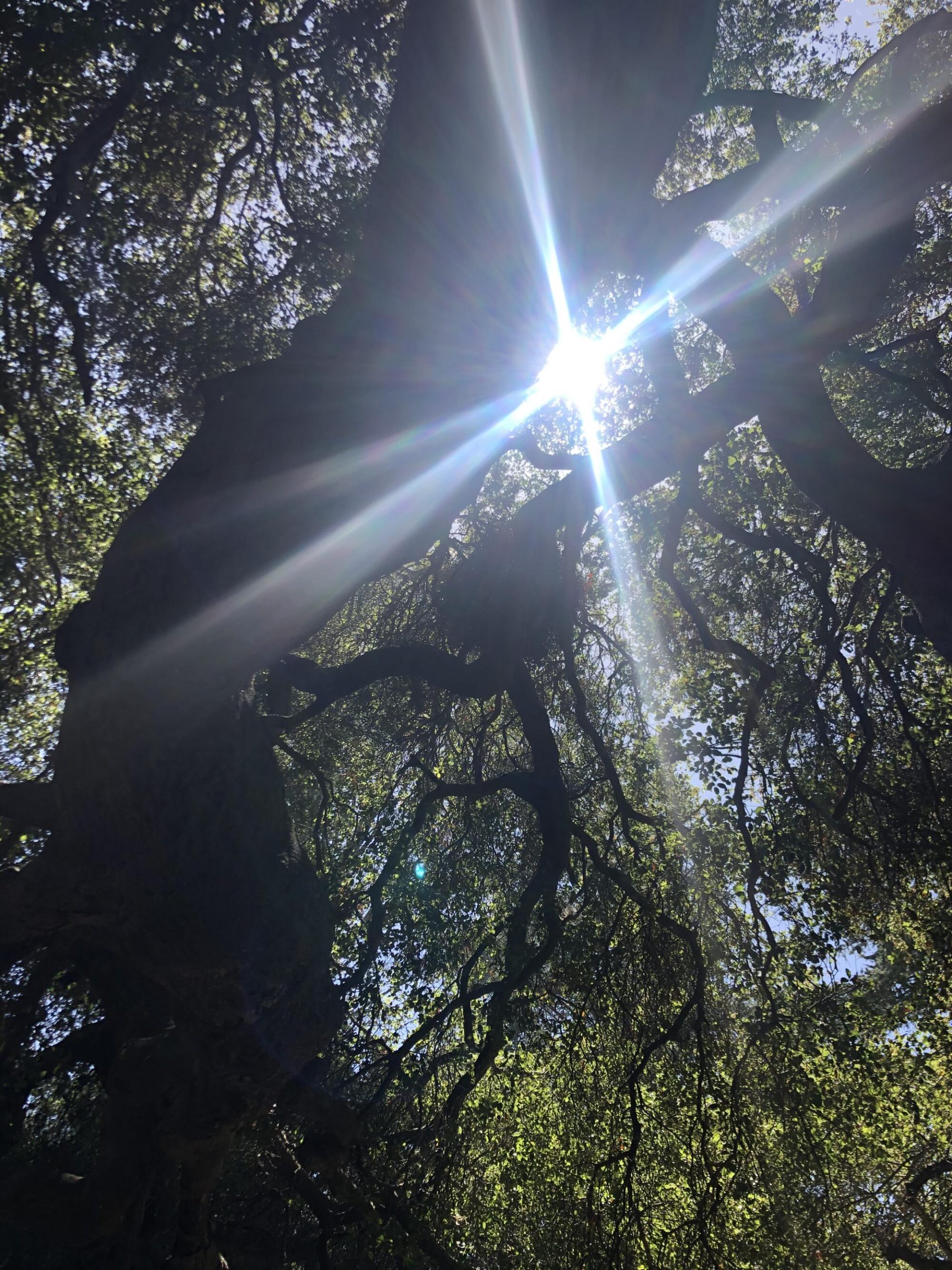 The sun shimmering through tree leaves.