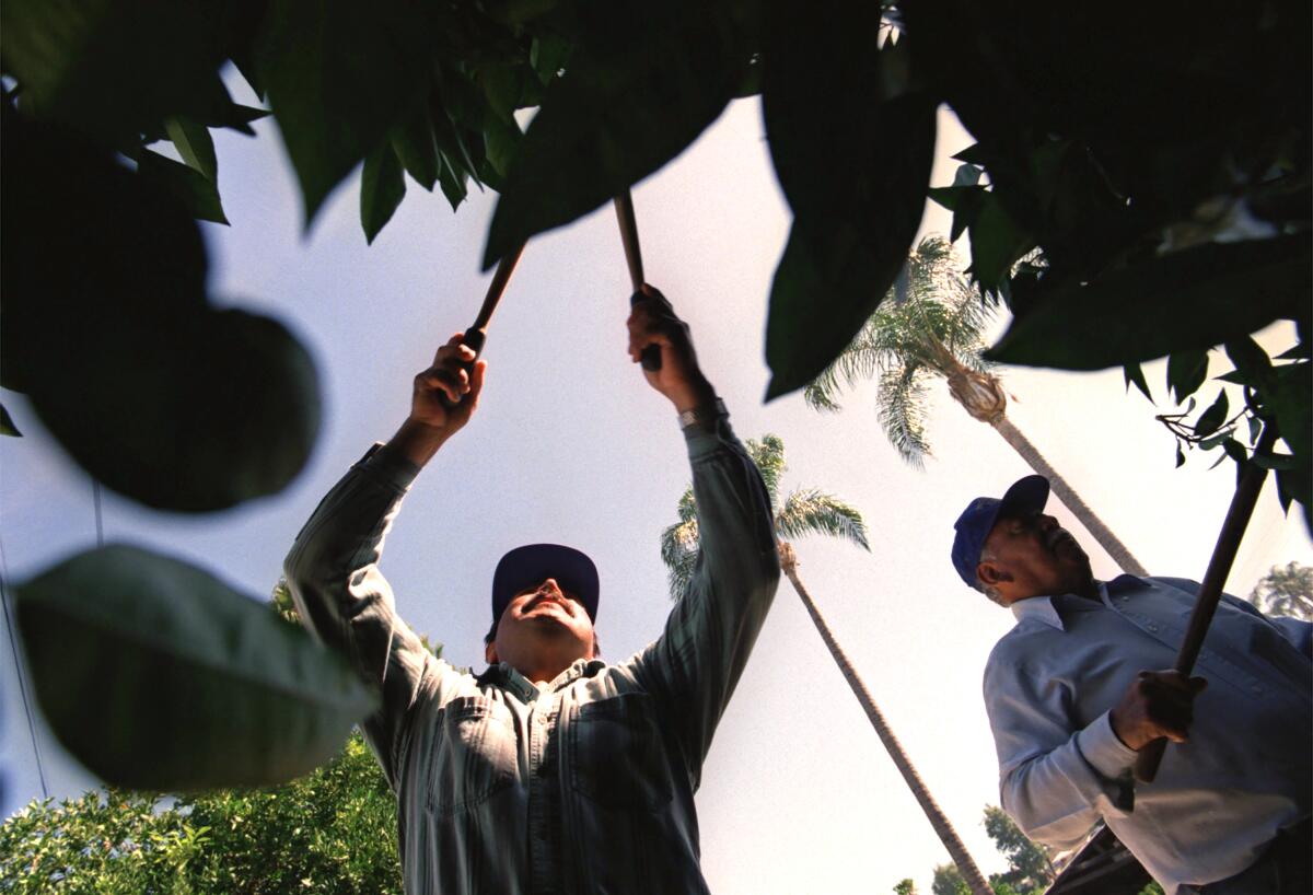 Abelardo Hernandez, left, and Al Trujillo, trim orange trees at the Bothwell farm