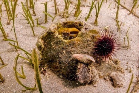 A shell covered in algae with a blenny inside it on sand