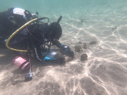 A diver looking at Noble pen shells on the seabed