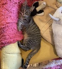 tabby cat on a chair