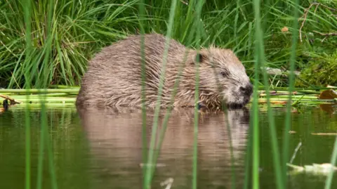 ScottishWildlifeTrust, Steve Gardner Adult beaver on river banks in Scotland