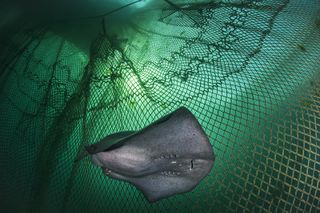 A pregnant stingray trapped in large net frame.