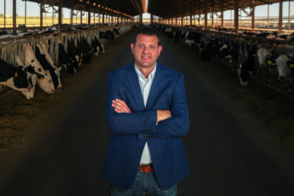 Rep. David Valadao poses in a dairy barn where cows feed in neatly lined stalls.   