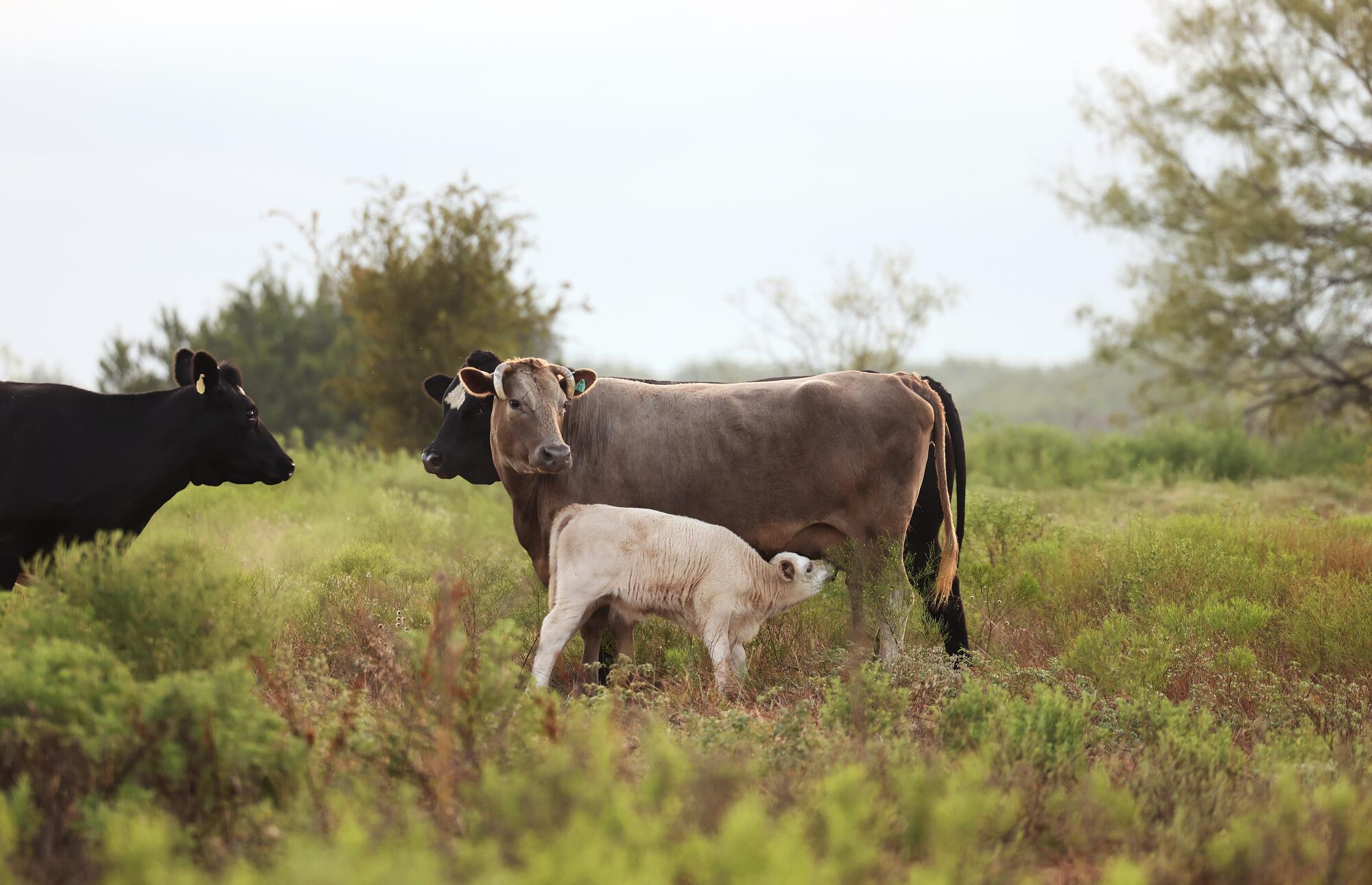 Cows and a calf on a field  