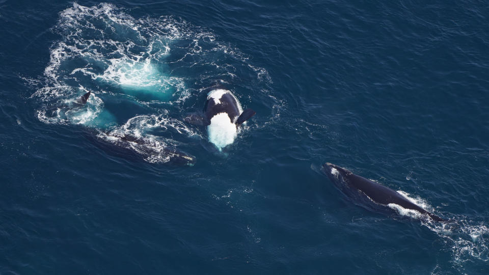 A group of North Atlantic right whales feeding south of Long Island. / Credit: New England Aquarium