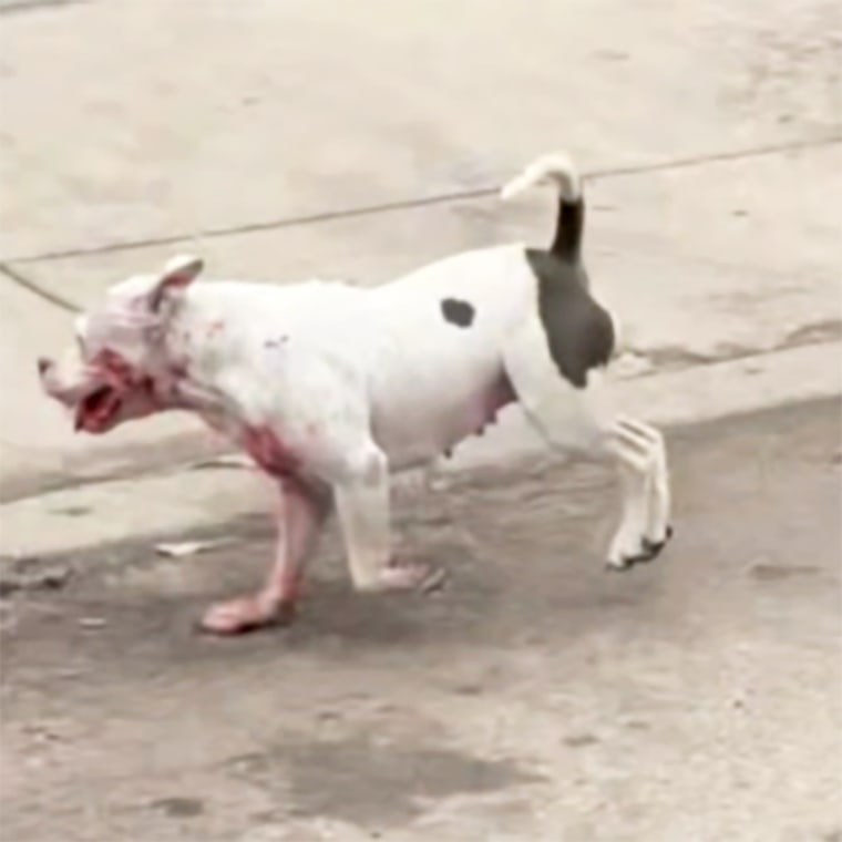 A dog that was involved in a deadly dog attack in San Antonio, last year.