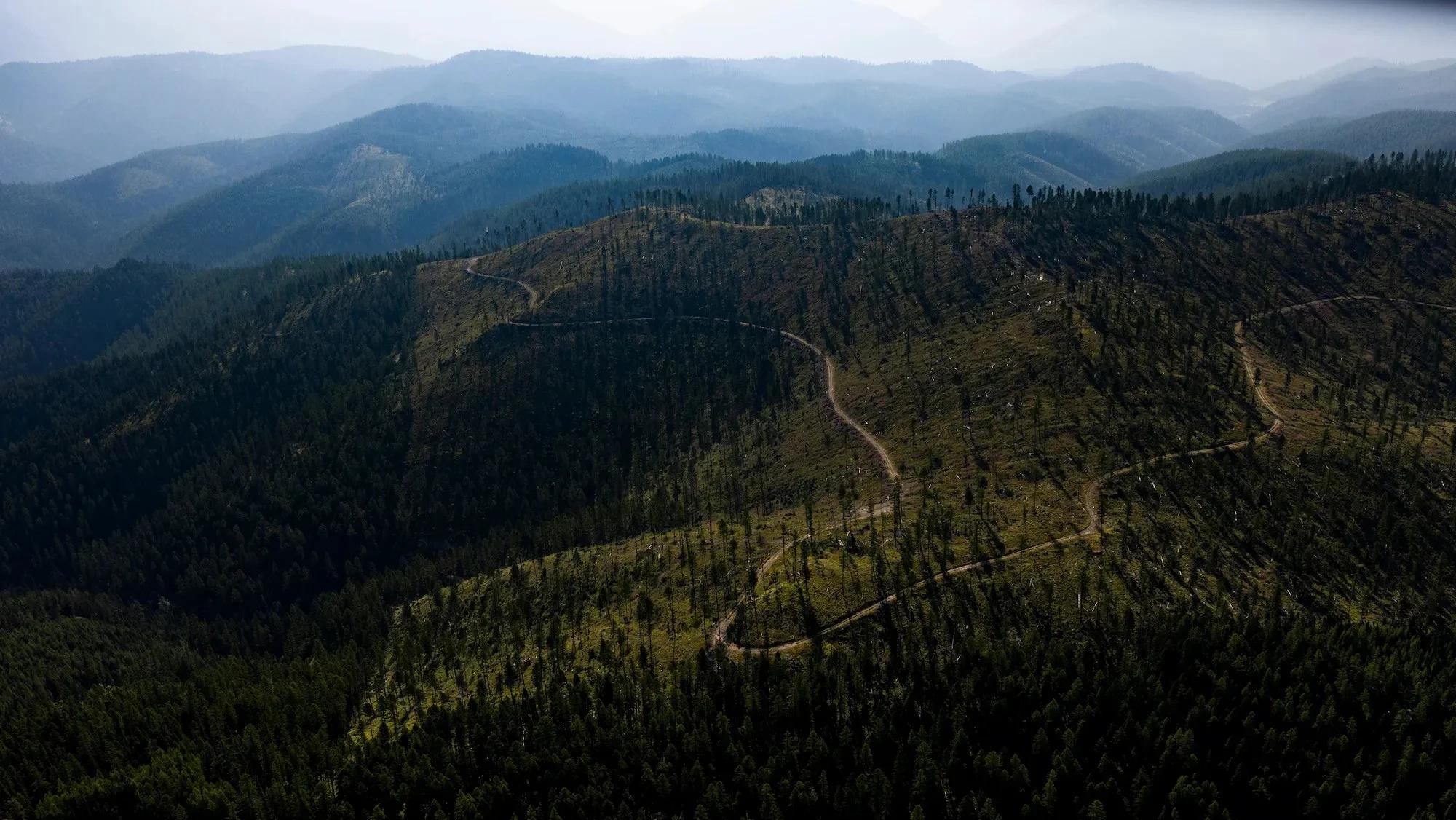 An aerial photograph of a path windy through forested land. Some trees have been cut down