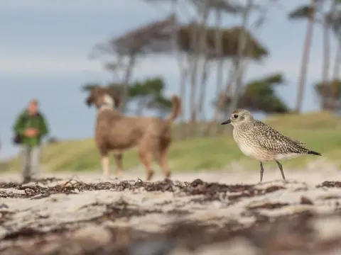 Emil Wagner/Bird Photographer of the Year A grey plover pictured on a beach with a person and their dog, out of focus in the background, in Mecklenburg-Western Pomerania, Germany