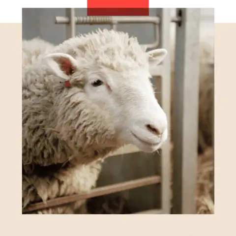 Getty Images Dolly the sheep