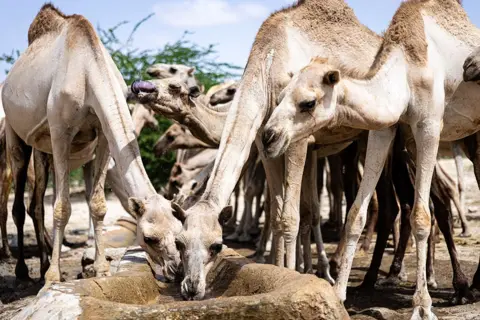 Alyona Synenko/ICRC In spite of the catastrophic challenges Somalia faces - including drought, flooding, conflict and climate change - some are optimistic about the country's future