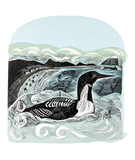 Black Throated Diver at St Kilda linocut