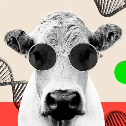 BBC Montage image showing a cow wearing sunglasses and DNA strands