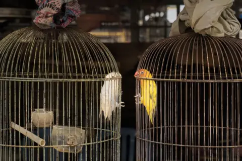 Cheng Kang/Bird Photographer of the Year Lovebirds in cages in Bali, Indonesia.