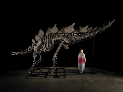 A woman in a long dress looks up at a dramatically lit dinosaur skeleton.