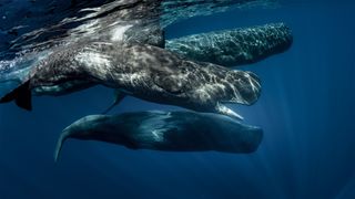 A pod of sperm whales swims off the coast of Sao Miguel Azores. The animals are being studied by scientists working on the CETI project, which is attempting to use AI to decode their songs.