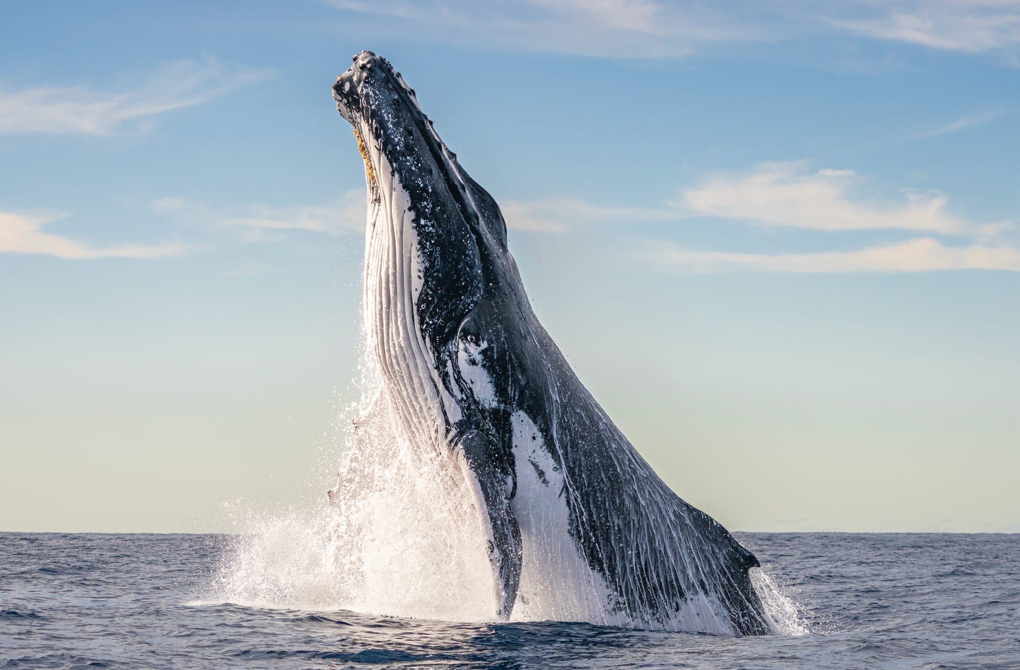 a humpback whale breaches in front of a blue sky off the coast of New South Wales, Australia