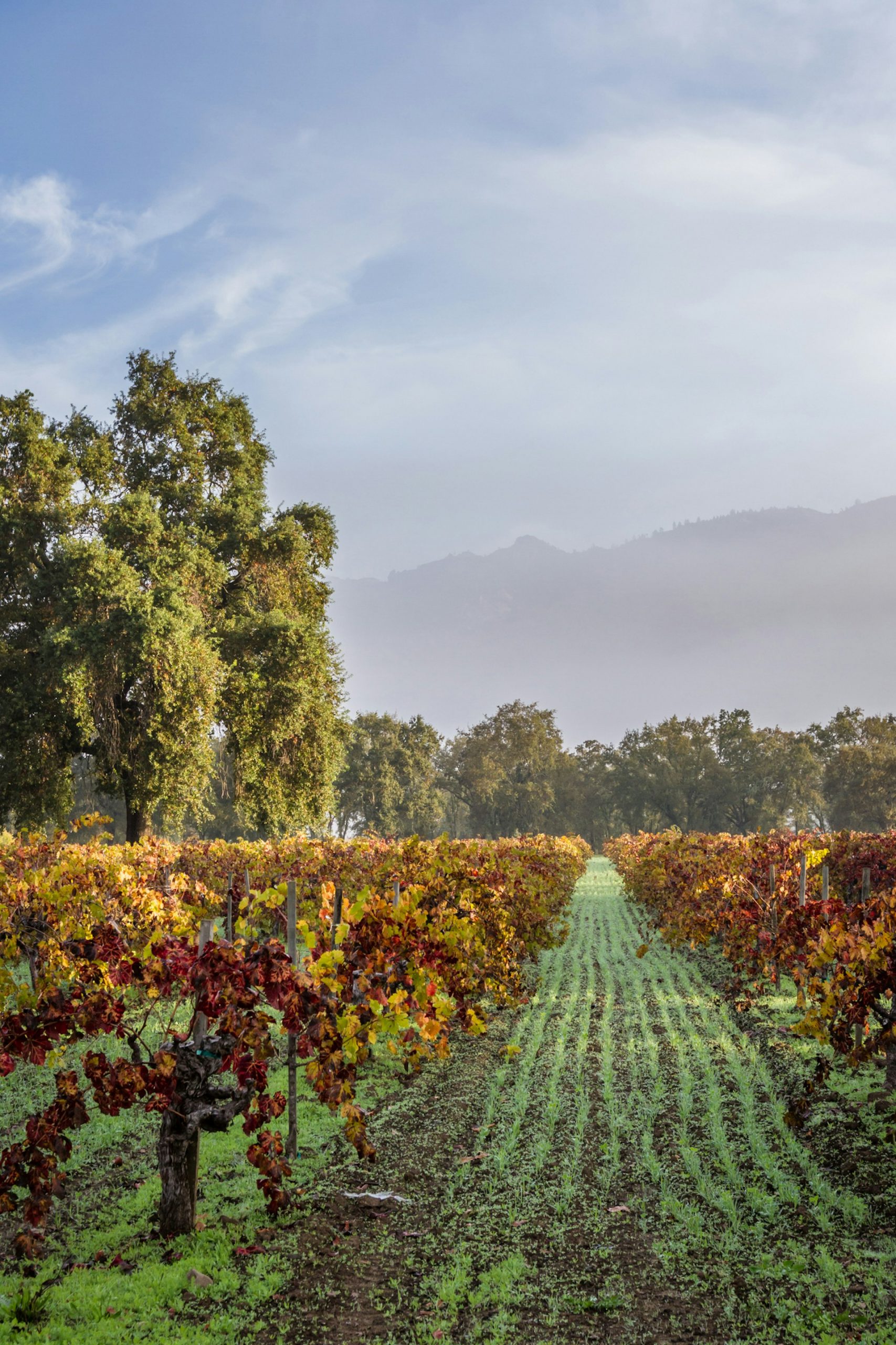 morning fog and due at sunrise in a colorful vineyard in Calistoga California due to seasonal changes in autumn