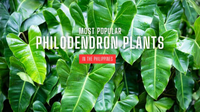 Most Popular Philodendron Plants in the Philippines