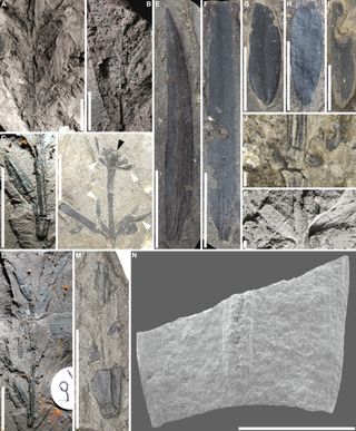 Collage of pictures of 53 million-year-old plant fossils discovered in Tasmania.