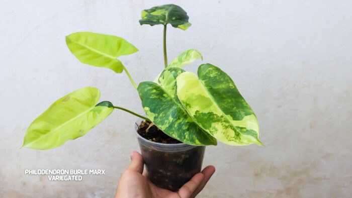 Philodendron Burle Marx Variegated