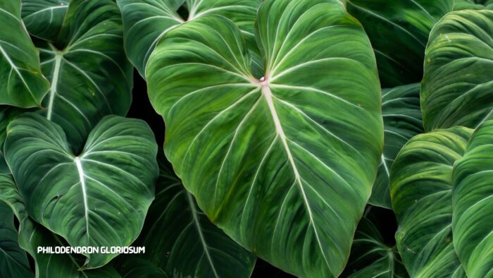 Philodendron Gloriosum