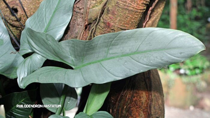 Philodendron Hastatum