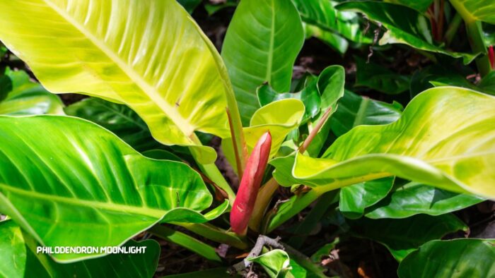 Philodendron Moonlight